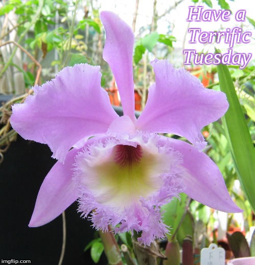 Have a Terrific Tuesday | Have a 
Terrific
Tuesday | image tagged in memes,flowers,orchids,good morning,good morning flowers | made w/ Imgflip meme maker