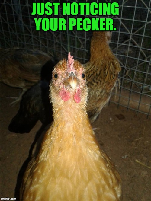 Look at my pecker!  | JUST NOTICING YOUR PECKER. | image tagged in look at my pecker | made w/ Imgflip meme maker