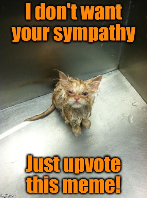 Grrr | I don't want your sympathy; Just upvote this meme! | image tagged in memes,kill you cat | made w/ Imgflip meme maker