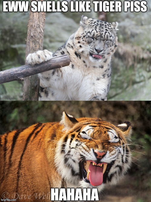 EWW SMELLS LIKE TIGER PISS; HAHAHA | image tagged in memes,cats,tiger,snow leopard | made w/ Imgflip meme maker
