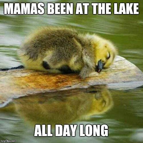 NICE RESTING SPOT | MAMAS BEEN AT THE LAKE; ALL DAY LONG | image tagged in memes,duck,ducks,duckling | made w/ Imgflip meme maker