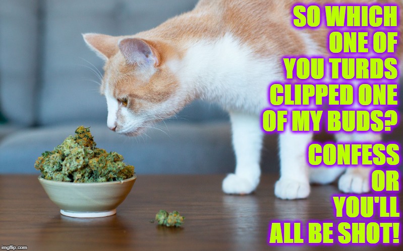 WEED CAT | SO WHICH ONE OF YOU TURDS CLIPPED ONE OF MY BUDS? CONFESS OR YOU'LL ALL BE SHOT! | image tagged in weed cat | made w/ Imgflip meme maker