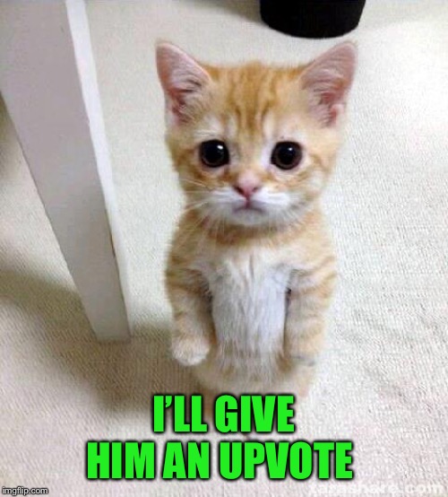 Cute Cat Meme | I’LL GIVE HIM AN UPVOTE | image tagged in memes,cute cat | made w/ Imgflip meme maker