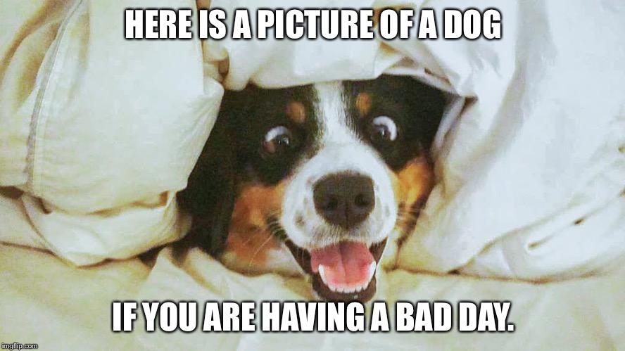 Dogs | HERE IS A PICTURE OF A DOG; IF YOU ARE HAVING A BAD DAY. | image tagged in dogs | made w/ Imgflip meme maker