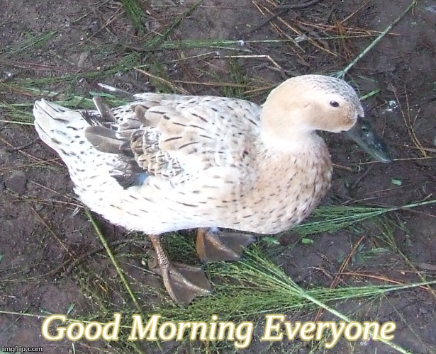 Good Morning everyone | Good Morning Everyone | image tagged in memes,ducks,good morning,good morning ducks | made w/ Imgflip meme maker