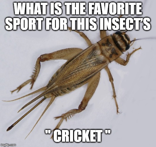 " Cricket " | WHAT IS THE FAVORITE SPORT FOR THIS INSECT’S; " CRICKET " | image tagged in sport | made w/ Imgflip meme maker