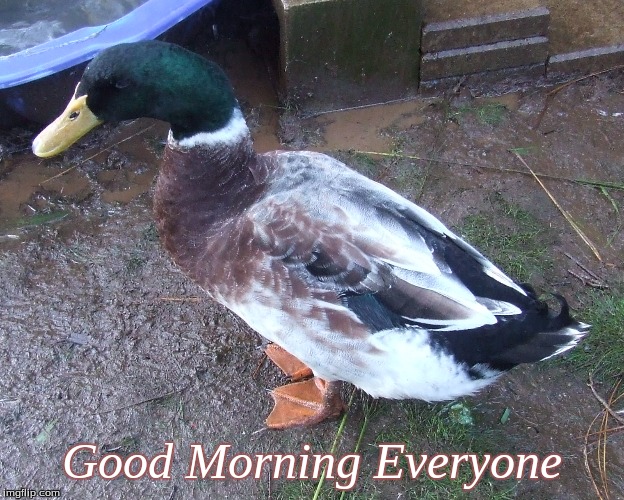 Good Morning Everyone | Good Morning Everyone | image tagged in memes,ducks,good morning,good morning ducks | made w/ Imgflip meme maker