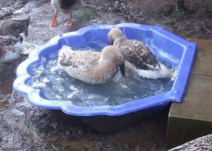 Ducks having a bath | image tagged in memes,ducks | made w/ Imgflip meme maker