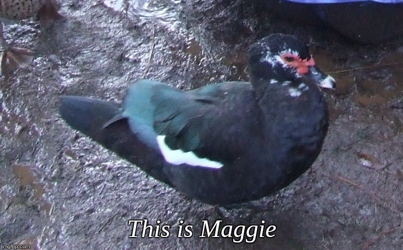 This is Maggie | This is Maggie | image tagged in memes,ducks | made w/ Imgflip meme maker