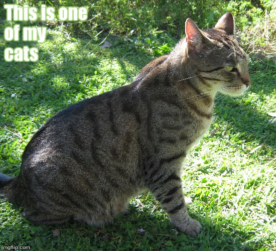 One of my cats | This is one 
of my
cats | image tagged in memes,cats | made w/ Imgflip meme maker