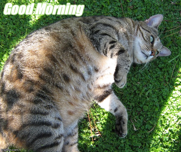 Good Morning | Good Morning | image tagged in memes,cats,good morning,good morning cats | made w/ Imgflip meme maker