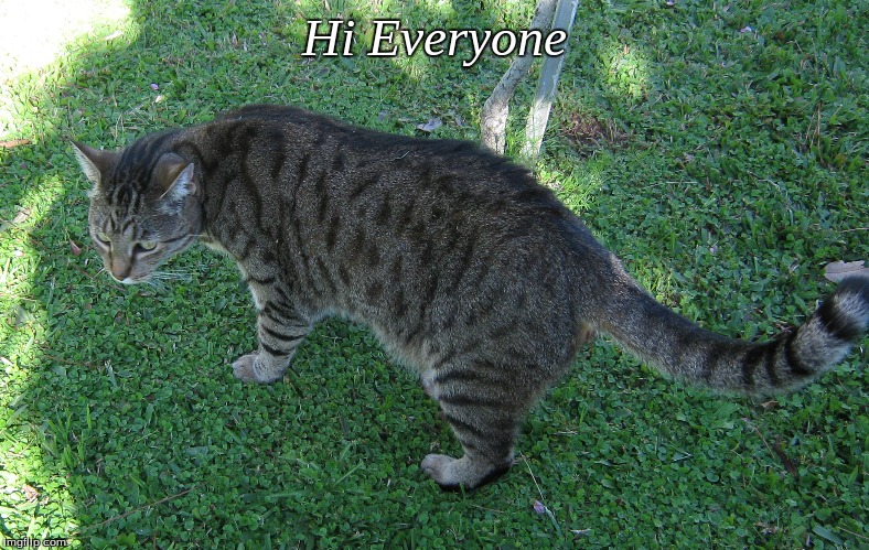 Hi Everyone | Hi Everyone | image tagged in memes,cats | made w/ Imgflip meme maker