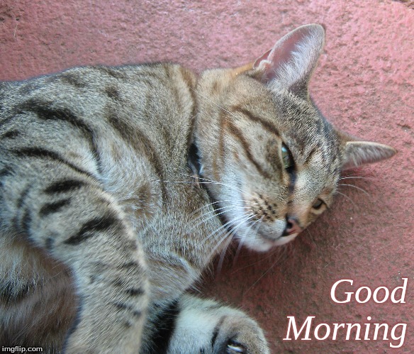 Good Morning | Good
Morning | image tagged in memes,good morning,good morning cats,cats | made w/ Imgflip meme maker