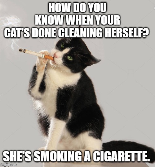 smoking cat | HOW DO YOU KNOW WHEN YOUR CAT'S DONE CLEANING HERSELF? SHE'S SMOKING A CIGARETTE. | image tagged in cats | made w/ Imgflip meme maker