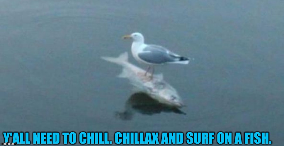 Gull surfing on a fish | Y'ALL NEED TO CHILL. CHILLAX AND SURF ON A FISH. | image tagged in gull surfing on a fish | made w/ Imgflip meme maker