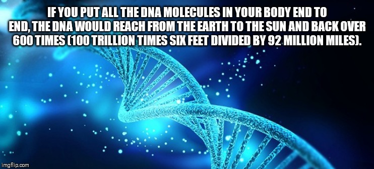 DNA | IF YOU PUT ALL THE DNA MOLECULES IN YOUR BODY END TO END, THE DNA WOULD REACH FROM THE EARTH TO THE SUN AND BACK OVER 600 TIMES (100 TRILLION TIMES SIX FEET DIVIDED BY 92 MILLION MILES). | image tagged in dna,funny,work,girls,guys,human | made w/ Imgflip meme maker