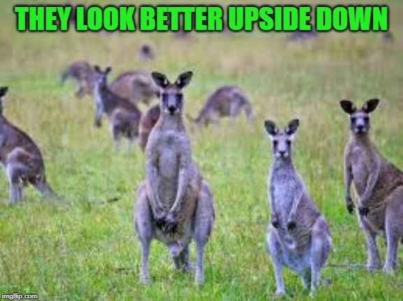 THEY LOOK BETTER UPSIDE DOWN | made w/ Imgflip meme maker