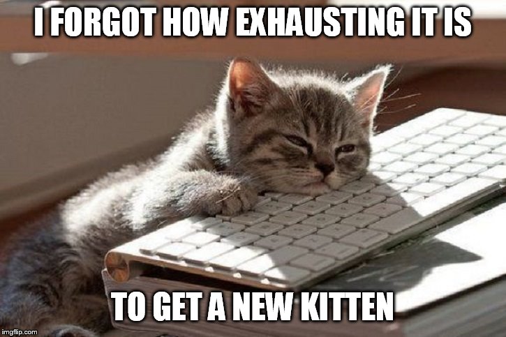 Too Tired | I FORGOT HOW EXHAUSTING IT IS; TO GET A NEW KITTEN | image tagged in too tired | made w/ Imgflip meme maker