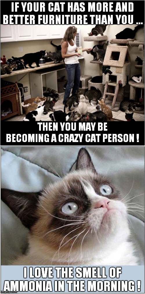 cat lady memes funny
