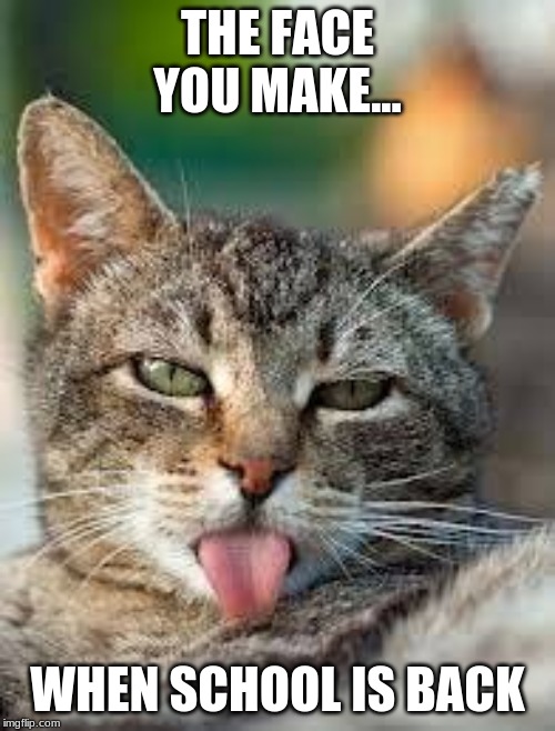 Smart cat | THE FACE YOU MAKE... WHEN SCHOOL IS BACK | image tagged in cat | made w/ Imgflip meme maker