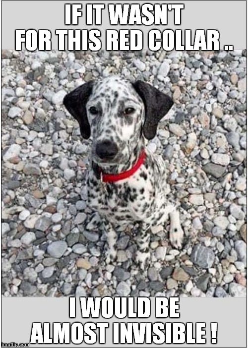 Invisible Dalmation | IF IT WASN'T FOR THIS RED COLLAR .. I WOULD BE ALMOST INVISIBLE ! | image tagged in fun,dogs,invisibility | made w/ Imgflip meme maker