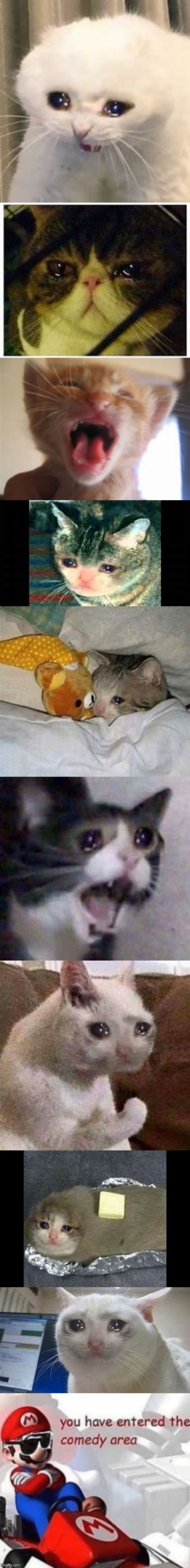 crying cats ur welcome | image tagged in memes,long,cats,comedy area,butter | made w/ Imgflip meme maker