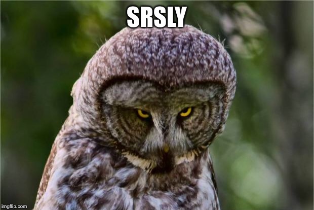 Seriously Owl | SRSLY | image tagged in seriously owl | made w/ Imgflip meme maker