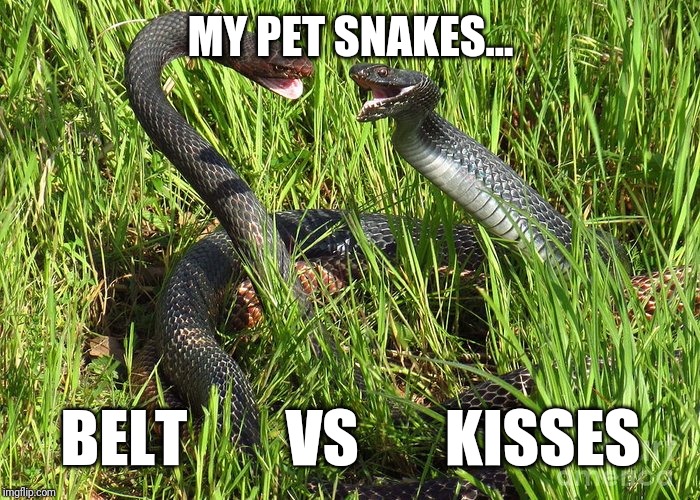 Kisses | MY PET SNAKES... BELT        VS       KISSES | image tagged in kisses | made w/ Imgflip meme maker