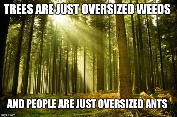 The world feels different when you look at it like this | TREES ARE JUST OVERSIZED WEEDS; AND PEOPLE ARE JUST OVERSIZED ANTS | image tagged in sunlit forest | made w/ Imgflip meme maker