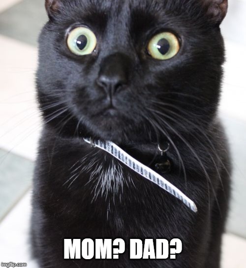 Woah Kitty Meme | MOM? DAD? | image tagged in memes,woah kitty | made w/ Imgflip meme maker