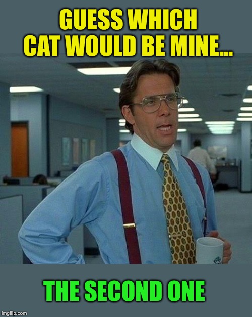 That Would Be Great Meme | GUESS WHICH CAT WOULD BE MINE... THE SECOND ONE | image tagged in memes,that would be great | made w/ Imgflip meme maker