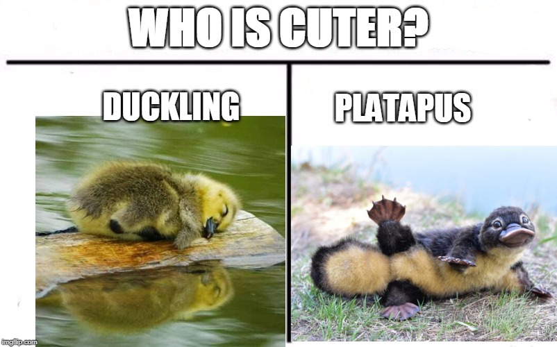 CUTER? | WHO IS CUTER? DUCKLING; PLATAPUS | image tagged in memes,ducks,platapus,duckling,cute | made w/ Imgflip meme maker