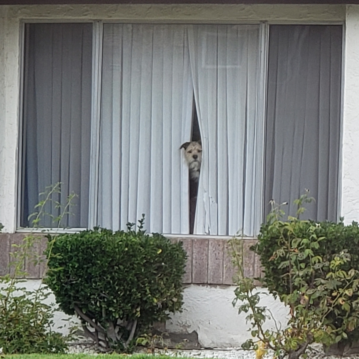 Curiosity Doggo Blank Meme Template