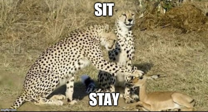 SIT; STAY | image tagged in cheetah,cats,cat,memes | made w/ Imgflip meme maker