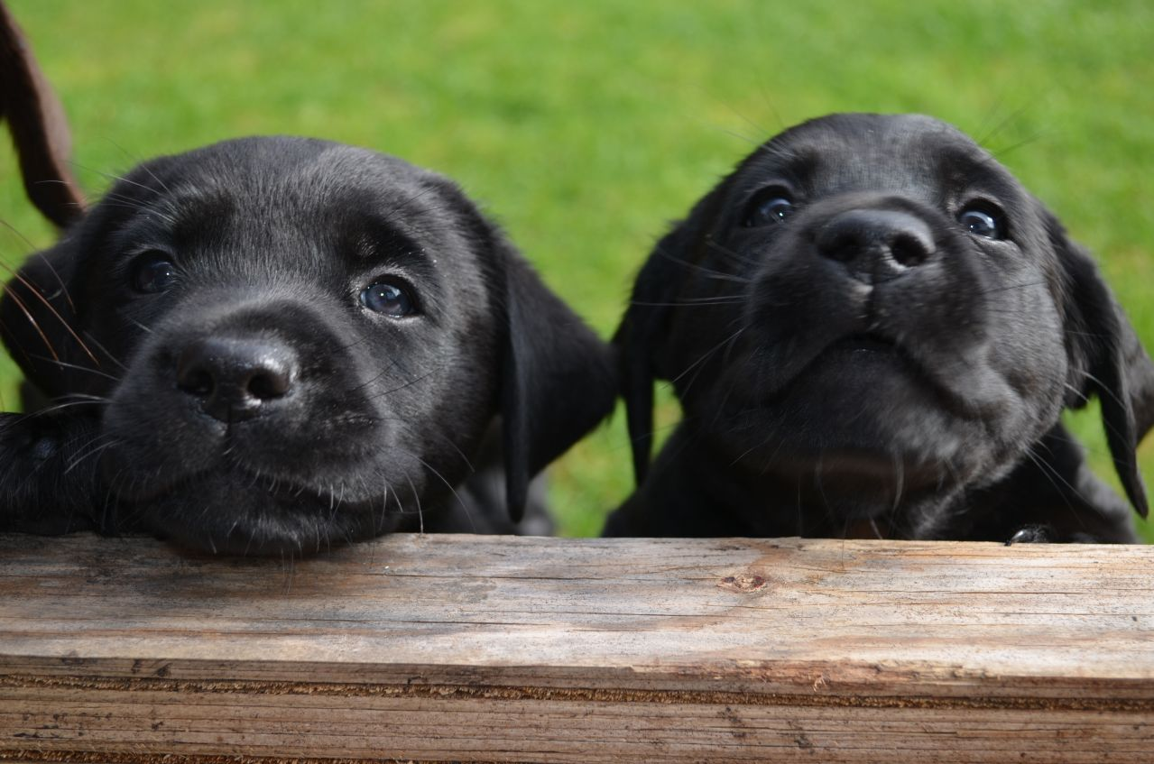 Two Labrador puppies Blank Meme Template