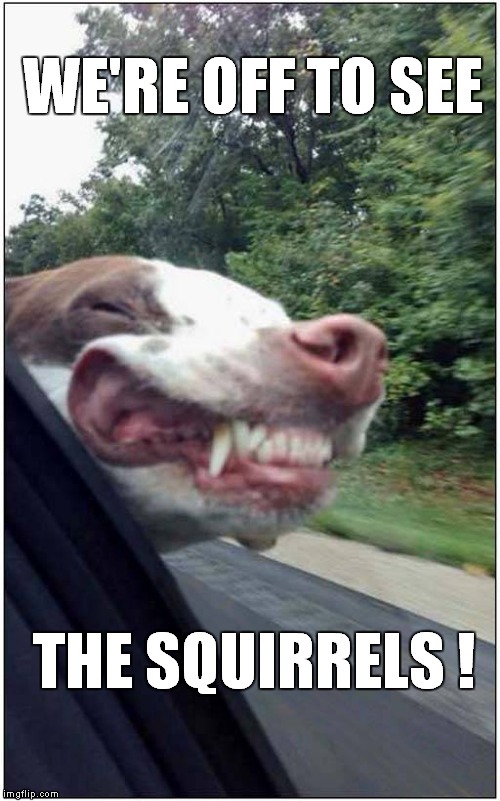 We're Off To See The Squirrels | WE'RE OFF TO SEE; THE SQUIRRELS ! | image tagged in fun,dogs | made w/ Imgflip meme maker