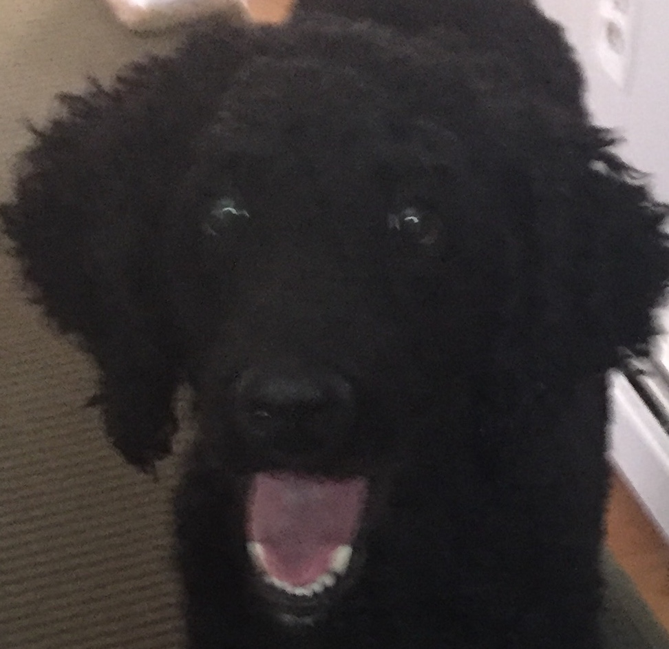 High Quality Surprised Pooch Blank Meme Template