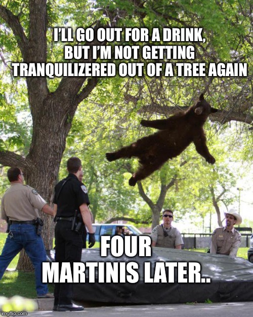 Getting tranqued out of the tree again | I’LL GO OUT FOR A DRINK, BUT I’M NOT GETTING TRANQUILIZERED OUT OF A TREE AGAIN; FOUR MARTINIS LATER.. | image tagged in bear,falling,tranquilizer,trampoline l | made w/ Imgflip meme maker