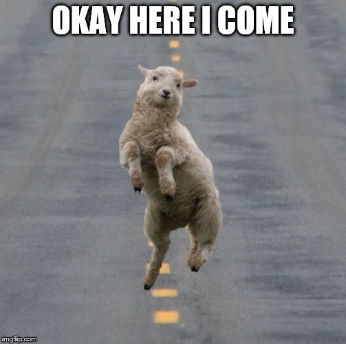 Jumping Sheep | OKAY HERE I COME | image tagged in jumping sheep | made w/ Imgflip meme maker