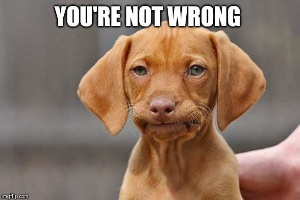 Dissapointed puppy | YOU'RE NOT WRONG | image tagged in dissapointed puppy | made w/ Imgflip meme maker