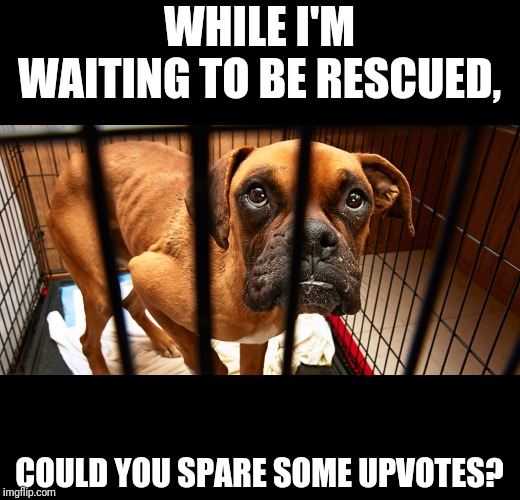 WHILE I'M WAITING TO BE RESCUED, COULD YOU SPARE SOME UPVOTES? | made w/ Imgflip meme maker