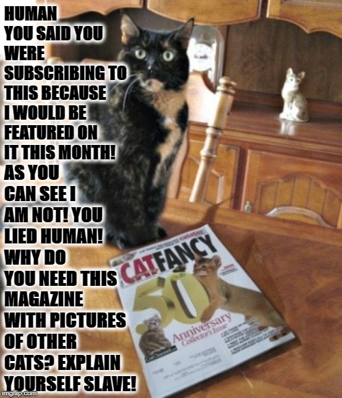 YOU LIED | HUMAN YOU SAID YOU WERE SUBSCRIBING TO THIS BECAUSE I WOULD BE FEATURED ON IT THIS MONTH! AS YOU CAN SEE I AM NOT! YOU LIED HUMAN! WHY DO YOU NEED THIS MAGAZINE WITH PICTURES OF OTHER CATS? EXPLAIN YOURSELF SLAVE! | image tagged in you lied | made w/ Imgflip meme maker