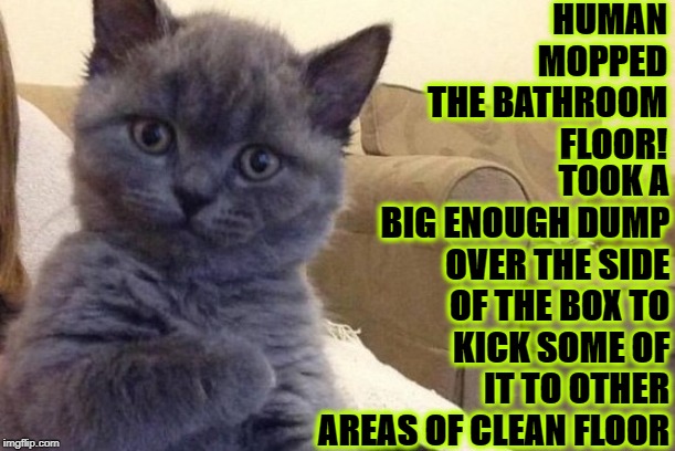 SUCCESS KITTEN | HUMAN MOPPED THE BATHROOM FLOOR! TOOK A BIG ENOUGH DUMP OVER THE SIDE OF THE BOX TO KICK SOME OF IT TO OTHER AREAS OF CLEAN FLOOR | image tagged in success kitten | made w/ Imgflip meme maker