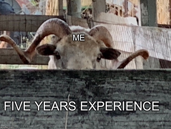 Sheep looking over fence | ME; FIVE YEARS EXPERIENCE | image tagged in sheep,funny,memes,jobs,relatable | made w/ Imgflip meme maker