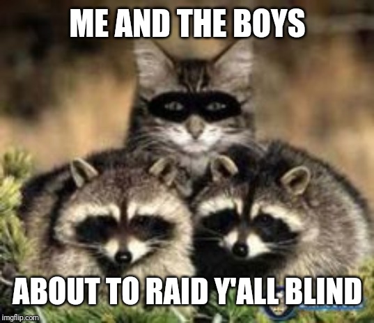 When cats go (really) bad! Me and the boys week. A CravenMoordik and Nixie.Knox event (Aug. 19-25) | ME AND THE BOYS; ABOUT TO RAID Y'ALL BLIND | image tagged in cat raccoon,me and the boys week,nixieknox,cravenmoordik,memes,funny | made w/ Imgflip meme maker