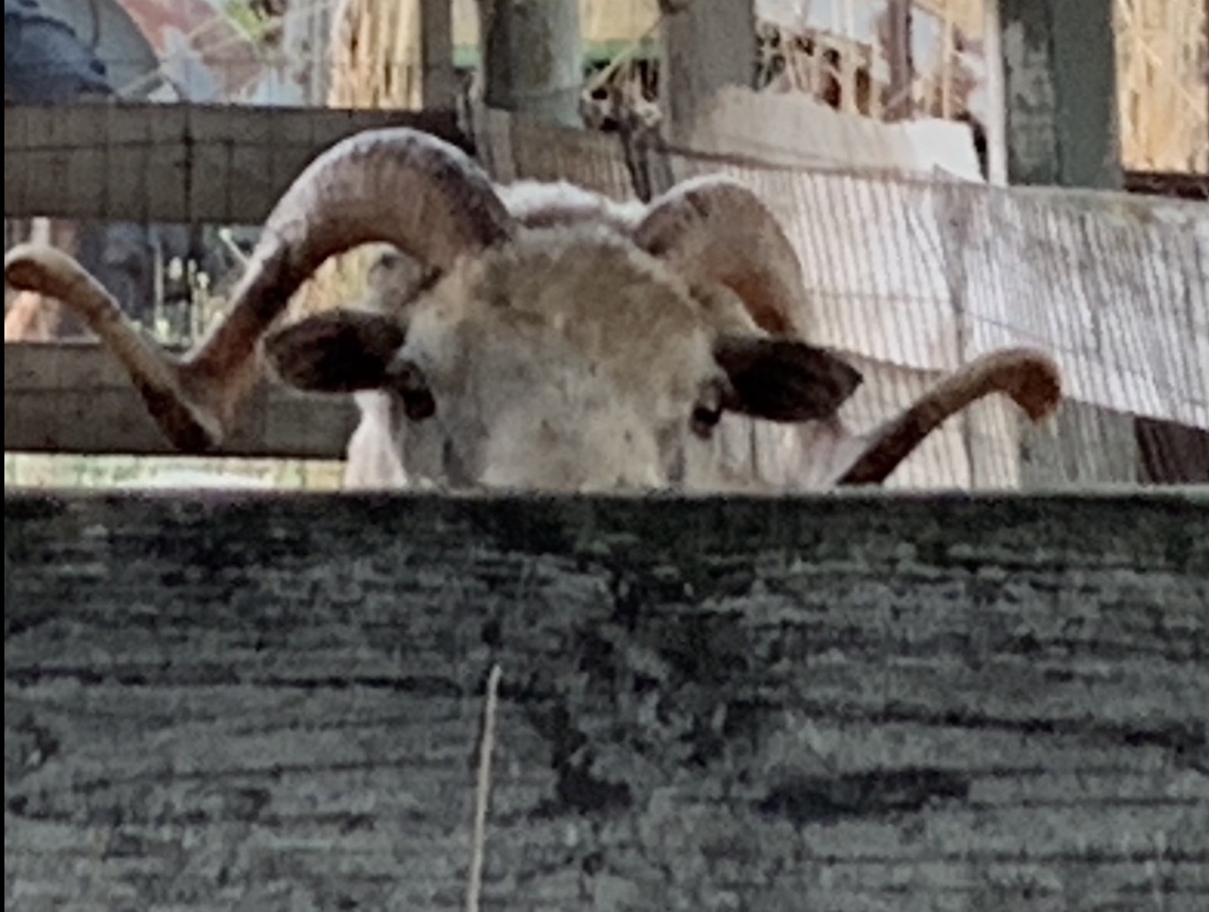 High Quality Sheep looking over fence Blank Meme Template