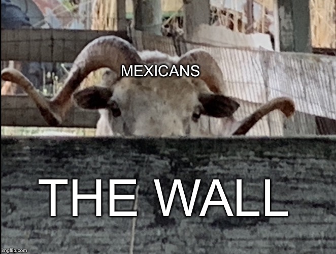 Look all you want | MEXICANS; THE WALL | image tagged in sheep looking over fence,trump wall,funny,memes | made w/ Imgflip meme maker