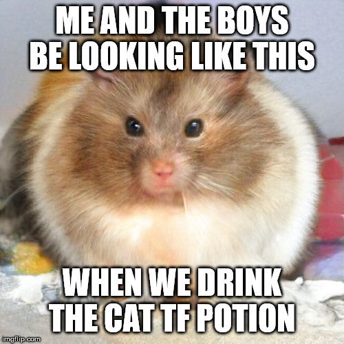 This is also my cat | ME AND THE BOYS BE LOOKING LIKE THIS; WHEN WE DRINK THE CAT TF POTION | image tagged in this is also my cat | made w/ Imgflip meme maker