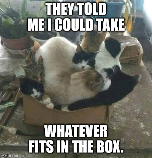 THEY TOLD ME I COULD TAKE; WHATEVER FITS IN THE BOX. | image tagged in cats,boxes,love | made w/ Imgflip meme maker