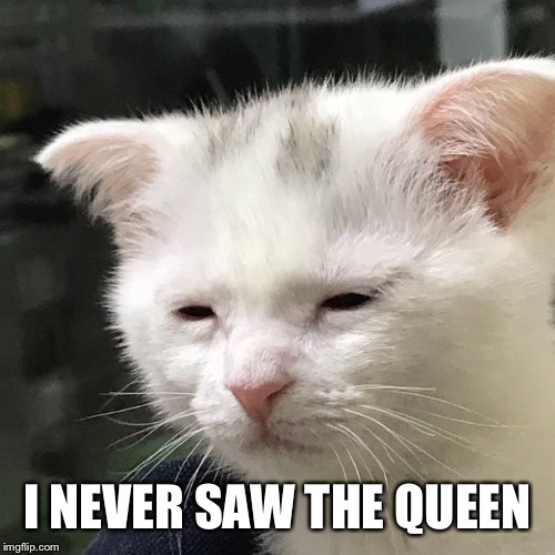 Depressed Cat | I NEVER SAW THE QUEEN | image tagged in depressed cat | made w/ Imgflip meme maker
